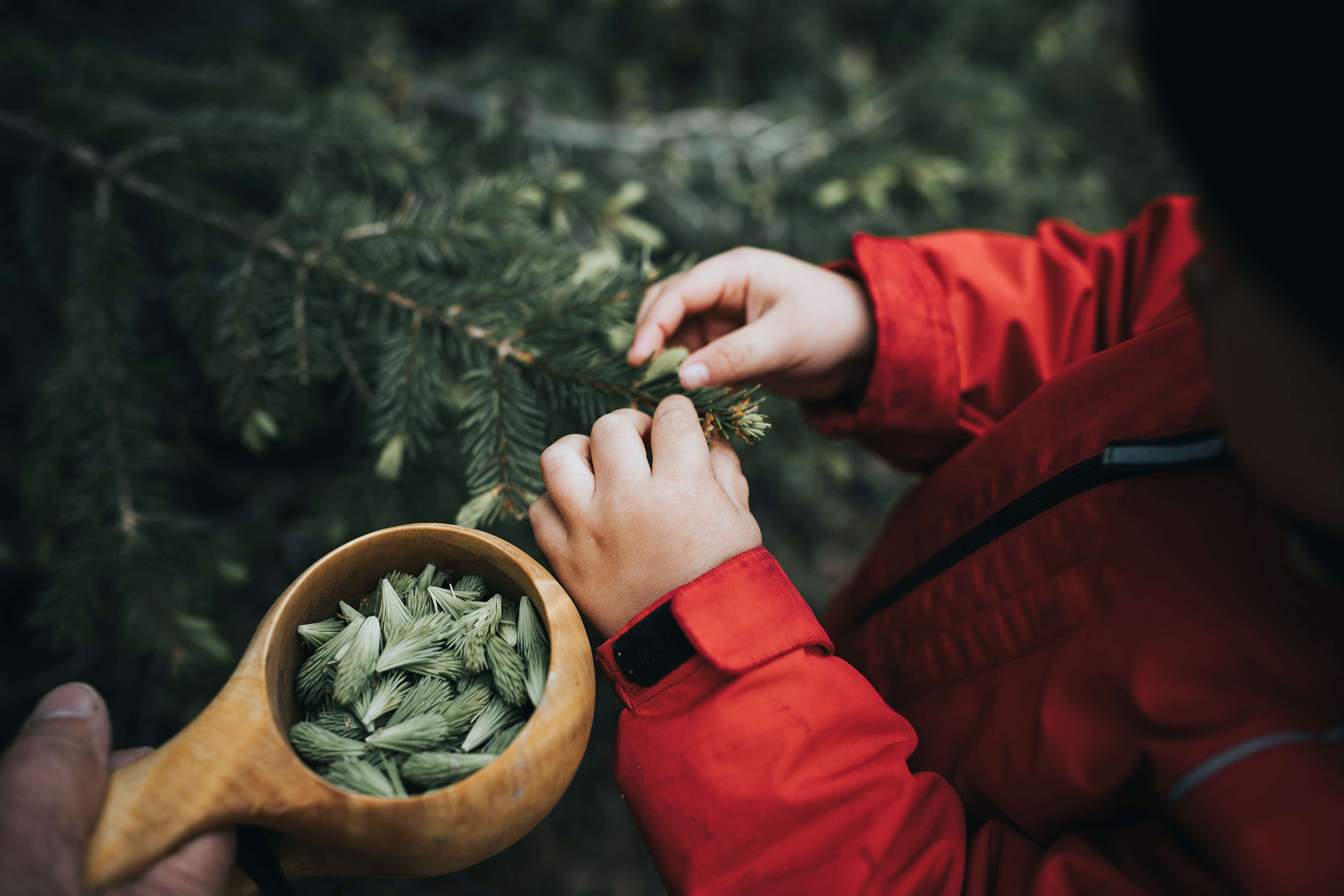 Young tips of a spruce tree being collected to a Finnish kuksa.