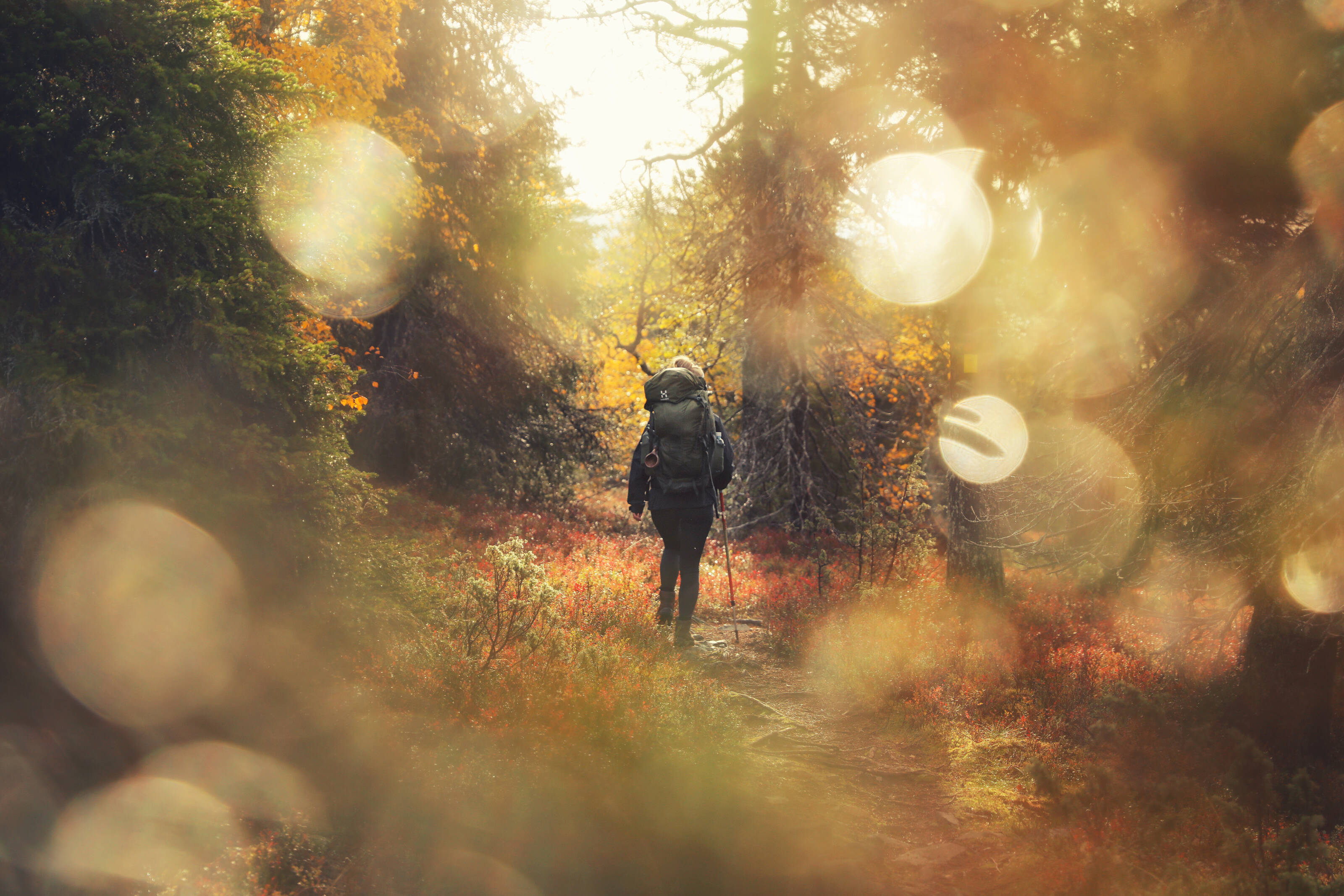 Woman wandering in the woods with a backpack on her back.